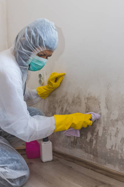 Best Air Quality Testing for Mold Spores  in Mount Carmel, IL