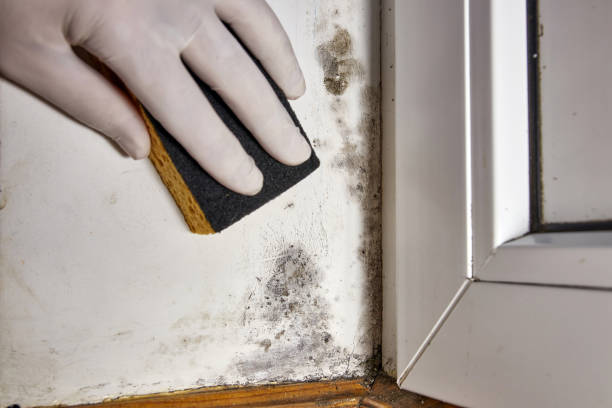 Best Real Estate Mold Inspection  in Mount Carmel, IL